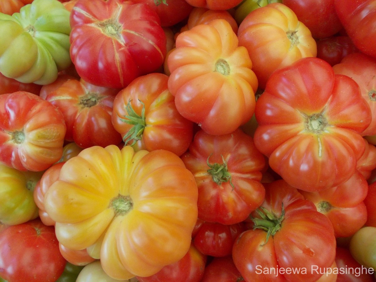 Solanum lycopersicum L.